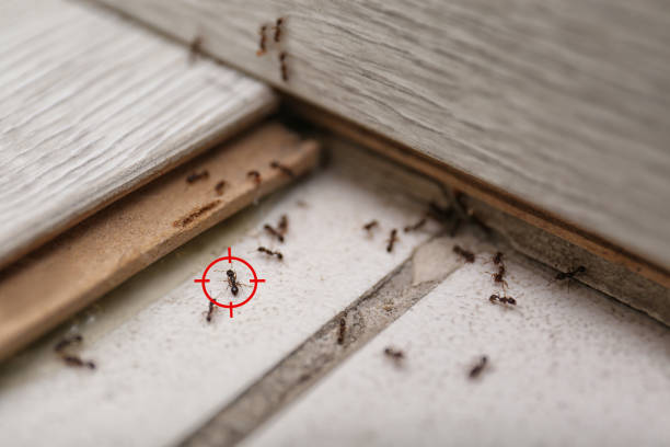 Best Termite Control Services  in Waterford, WI